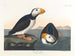 Puffin a becco grosso - John James Audubon — vista dell’opera