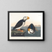 Puffin a becco grosso - John James Audubon — quadro incorniciato alla parete