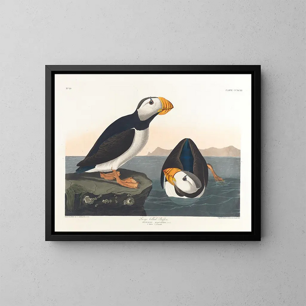 Puffin a becco grosso - John James Audubon — quadro incorniciato alla parete