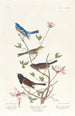 Bruant lazuli Bruant à collier d'argile Moineau des neiges de l'Oregon - John James Audubon — vista dell’opera