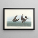 Pétrel Tempesta - John James Audubon — quadro incorniciato alla parete