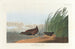 Râle d'eau - John James Audubon — vista dell’opera