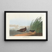 Râle d'eau - John James Audubon — quadro incorniciato alla parete