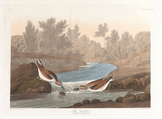 Petit bécasseau - John James Audubon — vista dell’opera