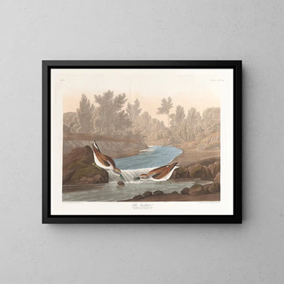 Petit bécasseau - John James Audubon — quadro incorniciato alla parete