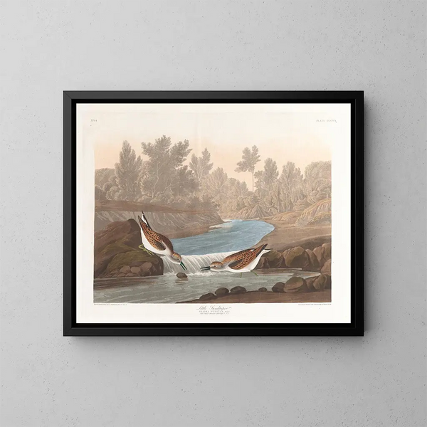 Petit bécasseau - John James Audubon — quadro incorniciato alla parete