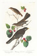 Grive fauve - John James Audubon — vista dell’opera