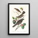Grive fauve - John James Audubon — quadro incorniciato alla parete