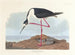 Airone dal collo lungo - John James Audubon — vista dell’opera