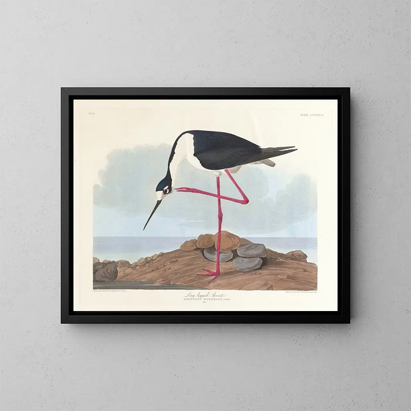 Airone dal collo lungo - John James Audubon — quadro incorniciato alla parete