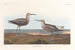 Bécasseau à longues pattes - John James Audubon — vista dell’opera