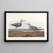 Bécasseau à longues pattes - John James Audubon — quadro incorniciato alla parete