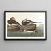 Cigno dalla lunga coda - John James Audubon — quadro incorniciato alla parete