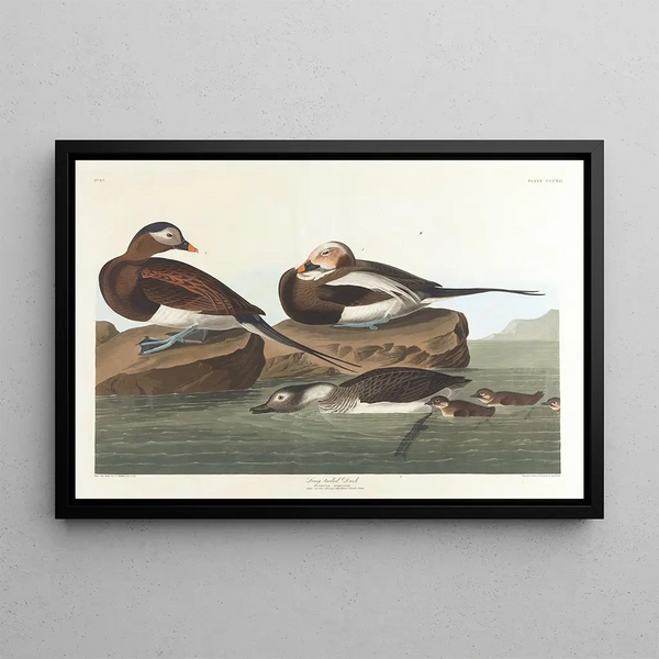 Cigno dalla lunga coda - John James Audubon — quadro incorniciato alla parete