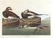 Cigno dalla lunga coda - John James Audubon — vista dell’opera