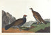 Tetra a coda lunga o tetra scuro - John James Audubon — vista dell’opera