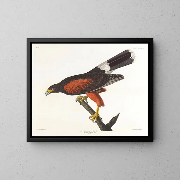 Faucon della Louisiana - John James Audubon — quadro incorniciato alla parete