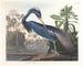 Airone della Louisiana - John James Audubon — vista dell’opera