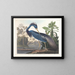 Airone della Louisiana - John James Audubon — quadro incorniciato alla parete