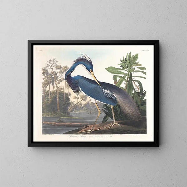Airone della Louisiana - John James Audubon — quadro incorniciato alla parete