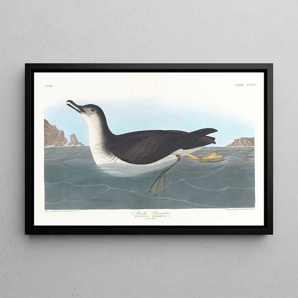 Puffin degli Inglesi - John James Audubon — quadro incorniciato alla parete
