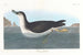 Puffin degli Inglesi - John James Audubon — vista dell’opera