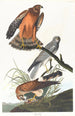 Busard des marais - John James Audubon — vista dell’opera