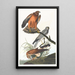 Busard des marais - John James Audubon — quadro incorniciato alla parete