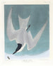 Sterne des marais - John James Audubon — vista dell’opera
