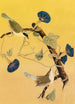 Parulines del Maryland - John James Audubon — vista dell’opera