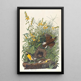 John James Audubon - Meadow lark.webp