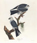 di aquilone del Mississippi - John James Audubon — vista dell’opera
