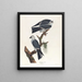 di aquilone del Mississippi - John James Audubon — quadro incorniciato alla parete