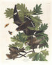 Faucon di notte - John James Audubon — vista dell’opera