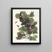 Faucon di notte - John James Audubon — quadro incorniciato alla parete