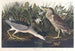 Bihoreau ou oiseau-qua - John James Audubon — vista dell’opera