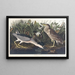 Bihoreau ou oiseau-qua - John James Audubon — quadro incorniciato alla parete