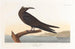 Noddi marrone - John James Audubon — vista dell’opera