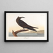 Noddi marrone - John James Audubon — quadro incorniciato alla parete