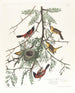 Loriot dei frutteti - John James Audubon — vista dell’opera