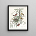 Loriot dei frutteti - John James Audubon — quadro incorniciato alla parete