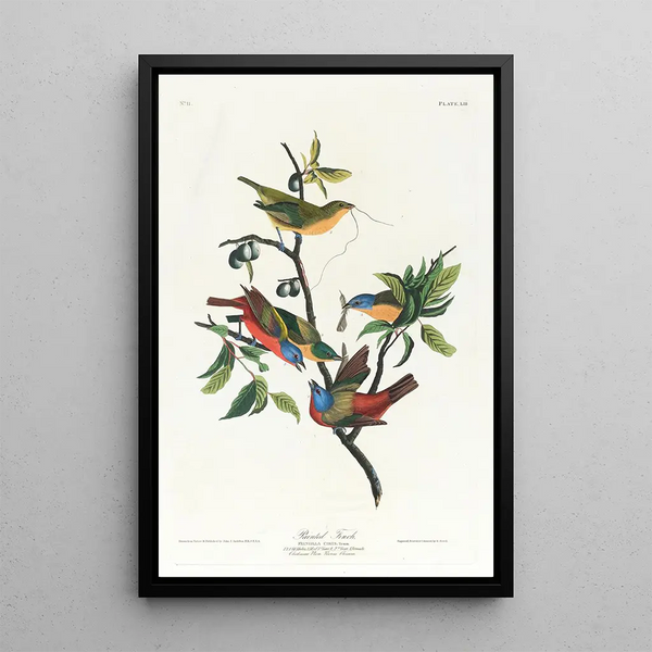 John James Audubon - Painted finch.webp