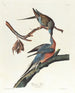 Piccione viaggiatore - John James Audubon — vista dell’opera