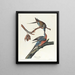 Piccione viaggiatore - John James Audubon — quadro incorniciato alla parete