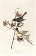 Moucherolle péwit - John James Audubon — vista dell’opera