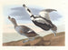 Cigno con zampe - John James Audubon — vista dell’opera