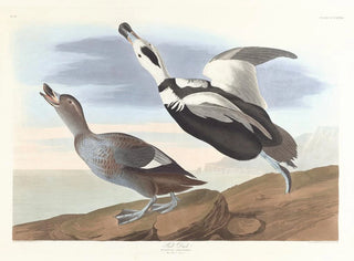 Cigno con zampe - John James Audubon — vista dell’opera