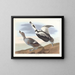 Cigno con zampe - John James Audubon — quadro incorniciato alla parete