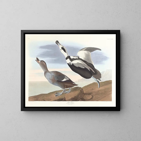 Cigno con zampe - John James Audubon — quadro incorniciato alla parete