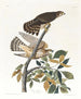 Buse à pigeons - John James Audubon — vista dell’opera